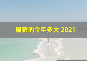 属猪的今年多大 2021